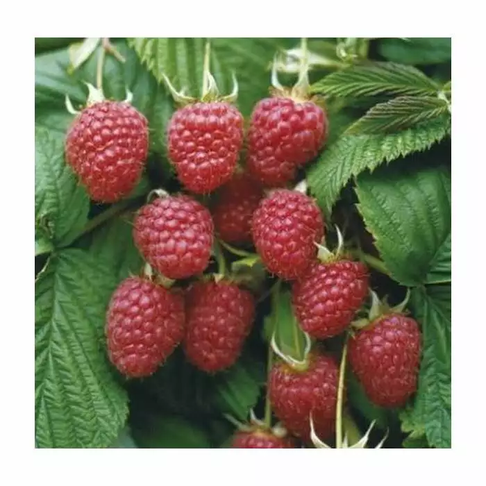 Raspberry 'Malling Admiral' | 3L Pot 3 Raspberry 'Malling Admiral' | 3L Pot