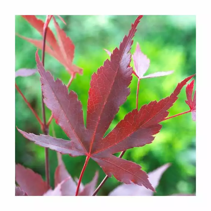 Acer Palmatum 'Atropurpureum' | Japanese Maple Tree | 15L Pot | 100-125cm 4 Acer Palmatum 'Atropurpureum' | Japanese Maple Tree | 15L Pot | 100-125cm - Image 2