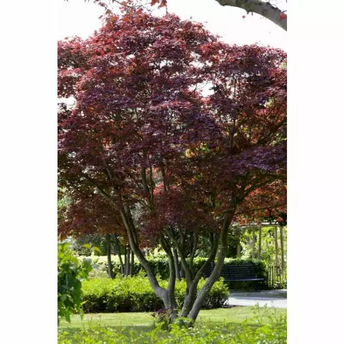 Acer Palmatum 'Atropurpureum' | Japanese Maple Tree | 15L Pot | 100-125cm 3 Acer Palmatum 'Atropurpureum' | Japanese Maple Tree | 15L Pot | 100-125cm