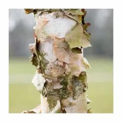 Betula Nigra 'Black Star' | River Birch Tree | 9L Pot | 120-150cm