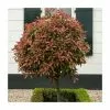 Photinia Serrulata 'Red Robin' | 7.5L Pot | 100-125cm -All Plants Sales Store PL9239054 main image 8376