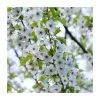 Prunus 'Umineko' | Cherry Blossom Tree | 18L Pot | 200-240cm Standard -All Plants Sales Store PL9239057 main image 3d8b