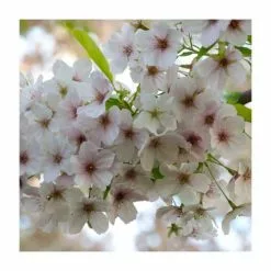 Prunus 'Umineko' | Cherry Blossom Tree | 18L Pot | 200-240cm Standard 5 Prunus 'Umineko' | Cherry Blossom Tree | 18L Pot | 200-240cm Standard -All Plants Sales Store PL9239057 rollover image 0ccc
