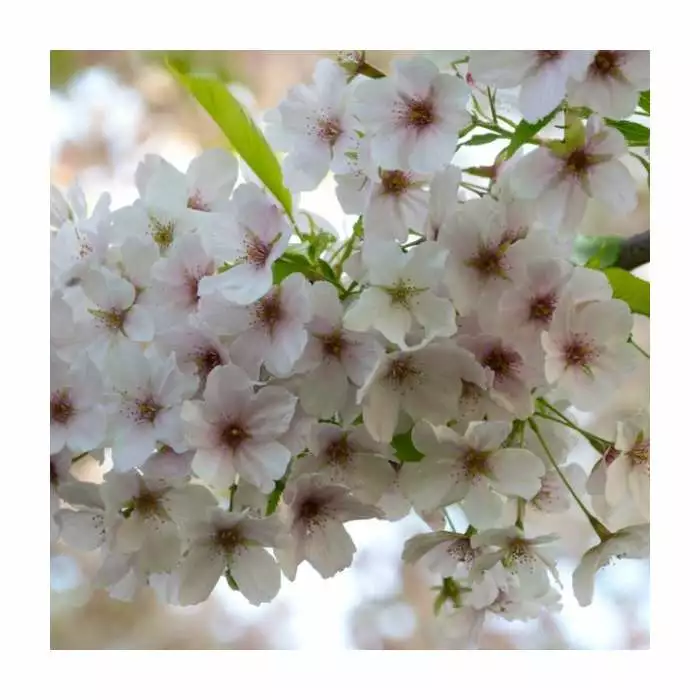 Prunus 'Umineko' | Cherry Blossom Tree | 18L Pot | 200-240cm Standard 4 Prunus 'Umineko' | Cherry Blossom Tree | 18L Pot | 200-240cm Standard - Image 2