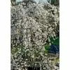 Prunus × Yedoensis 'Ivensii' | Yoshino Cherry Blossom Tree | 18L Pot | 200-240cm Standard