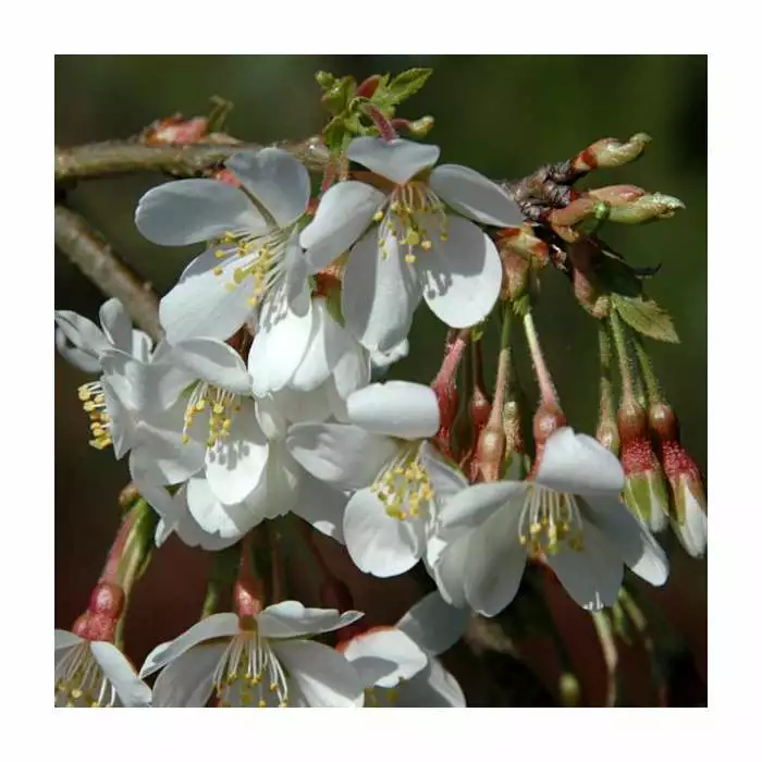 Prunus × Yedoensis 'Ivensii' | Yoshino Cherry Blossom Tree | 18L Pot | 200-240cm Standard 4 Prunus × Yedoensis 'Ivensii' | Yoshino Cherry Blossom Tree | 18L Pot | 200-240cm Standard - Image 2