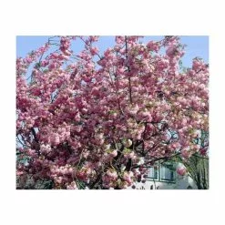 Prunus 'Pink Perfection' | Cherry Blossom Tree | 18L Pot | 200-240cm Standard -All Plants Sales Store PL9239059 add image 1 c731