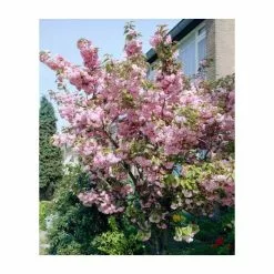 Prunus 'Pink Perfection' | Cherry Blossom Tree | 18L Pot | 200-240cm Standard -All Plants Sales Store PL9239059 rollover image 64ee