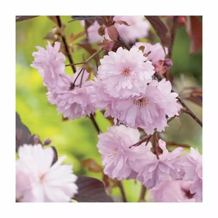 Prunus Serrulata 'Royal Burgundy' | Cherry Blossom Tree |18L Pot | 200-240cm Standard 4 Prunus Serrulata 'Royal Burgundy' | Cherry Blossom Tree |18L Pot | 200-240cm Standard - Image 2