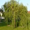 Salix Matsudana 'Tortousa' | Corkscrew Willow Tree | 9L Pot | 120-150cm 2 Salix Matsudana 'Tortousa' | Corkscrew Willow Tree | 9L Pot | 120-150cm -All Plants Sales Store PL9239063 main image 24b2