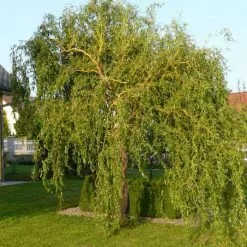 Salix Matsudana 'Tortousa' | Corkscrew Willow Tree | 9L Pot | 120-150cm