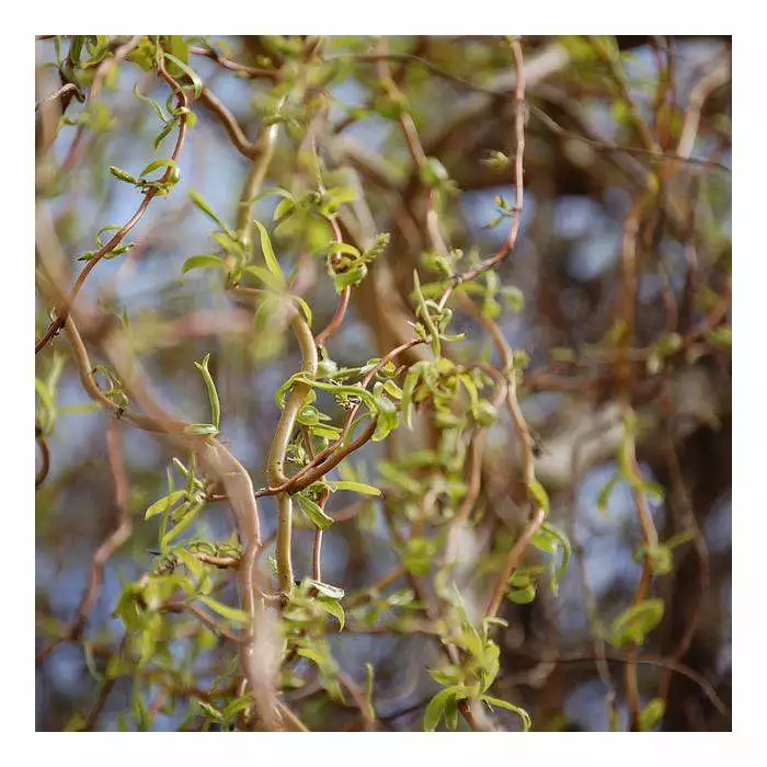 Salix Matsudana 'Tortousa' | Corkscrew Willow Tree | 9L Pot | 120-150cm 4 Salix Matsudana 'Tortousa' | Corkscrew Willow Tree | 9L Pot | 120-150cm - Image 2
