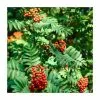 Sorbus Aucuparia | Rowan Tree 1 Sorbus Aucuparia | Rowan Tree -All Plants Sales Store PL9239066 main image e4c7