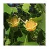 Liriodendron Tulipifera 'Fastigiata' | Columnar Tulip Tree | 9L Pot | 120-150cm -All Plants Sales Store PL9239071 main image eeab