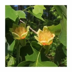 Liriodendron Tulipifera 'Fastigiata' | Columnar Tulip Tree | 9L Pot | 120-150cm