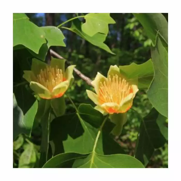 Liriodendron Tulipifera 'Fastigiata' | Columnar Tulip Tree | 9L Pot | 120-150cm 3 Liriodendron Tulipifera 'Fastigiata' | Columnar Tulip Tree | 9L Pot | 120-150cm