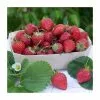 3 X Strawberry 'Eliana' | Strawberry Plants | 9cm Pots -All Plants Sales Store PL9239133 main image 4f5b