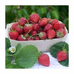 3 X Strawberry 'Eliana' | Strawberry Plants | 9cm Pots