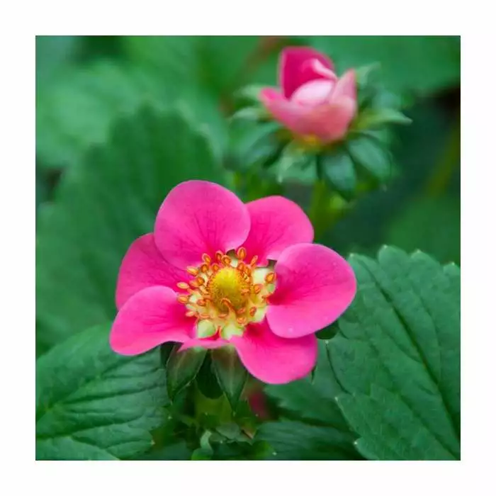 3 X Strawberry 'Summer Breeze Cherry' | Strawberry Plants | 9cm Pots 3 3 X Strawberry 'Summer Breeze Cherry' | Strawberry Plants | 9cm Pots
