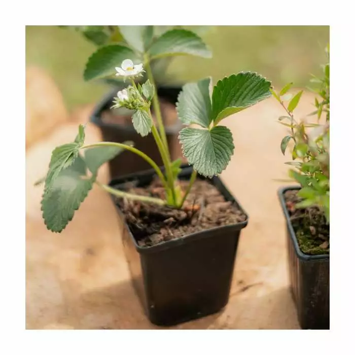 3 X Strawberry 'Summer Breeze Cherry' | Strawberry Plants | 9cm Pots 4 3 X Strawberry 'Summer Breeze Cherry' | Strawberry Plants | 9cm Pots - Image 2