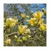 Magnolia 'Yellow Bird' | 7L Pot | 100-120cm Half Standard -All Plants Sales Store PL925680 main image 8956