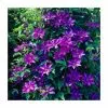 50-90cm Clematis 'The President' | 3L Pot -All Plants Sales Store PL9294 main image 467c