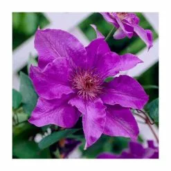 50-90cm Clematis 'The President' | 3L Pot 5 50-90cm Clematis 'The President' | 3L Pot -All Plants Sales Store PL9294 rollover image 8fec