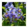 50-90cm Chilean Potato Tree | Solanum Glasnevin | 2.5L Pot -All Plants Sales Store PL9314 main image a03b