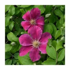 Clematis 'Acropolis' | Raymond Evison | 3L Pot