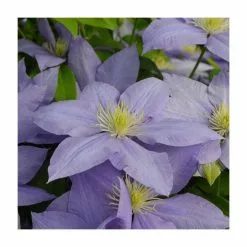 50-90cm Clematis 'Cezanne' | Raymond Evison | 3L Pot