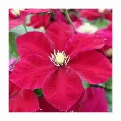 50-90cm Clematis 'Charmaine' | Raymond Evison | 3L Pot -All Plants Sales Store PL9472 rollover image 3a05
