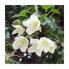 50-90cm Clematis Cirrhosa 'Jingle Bells' | 3L Pot -All Plants Sales Store PL9474 main image 90aa