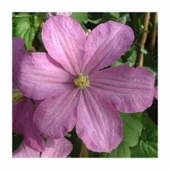 50-90cm Clematis 'Comtesse De Bouchaud' | 3L Pot