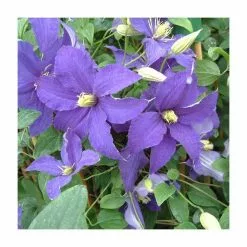 Clematis 'Rhapsody' | 3L Pot