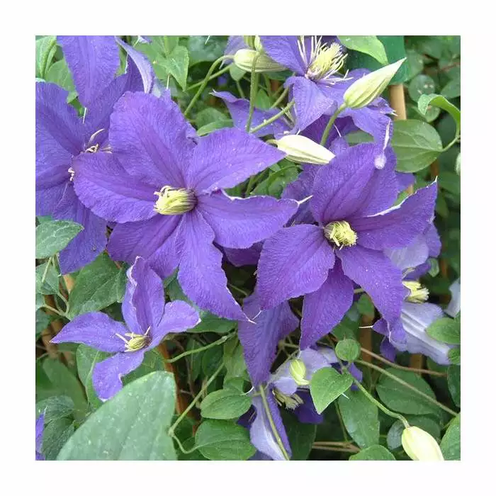 Clematis 'Rhapsody' | 3L Pot 3 Clematis 'Rhapsody' | 3L Pot