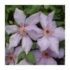 50-90cm Clematis 'The First Lady' | 3L Pot -All Plants Sales Store PL9483 main image ec0a
