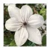 50-90cm Clematis 'Tsukiko' | 3L Pot -All Plants Sales Store PL9484 main image a7c8