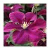 50-90cm Clematis 'Warsaw Nike' | 3L Pot 2 50-90cm Clematis 'Warsaw Nike' | 3L Pot -All Plants Sales Store PL9485 main image 28e8