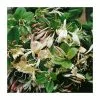 50-90cm Creeping Japanese Honeysuckle | Lonicera Japonica 'Repens' | 3L Pot -All Plants Sales Store PL9492 main image c54d