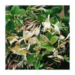 50-90cm Creeping Japanese Honeysuckle | Lonicera Japonica 'Repens' | 3L Pot