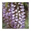 Wisteria Floribunda 'Harlequin' | 3L Pot -All Plants Sales Store PL9495 main image cc12