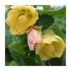50-90cm Abutilon 'Canary Bird' | Indian Mallow | 3L Pot -All Plants Sales Store PL9505 main image 6bcb