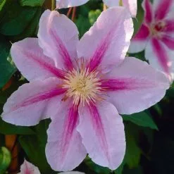 50 - 90cm Clematis 'Bees' Jubilee' | 3L