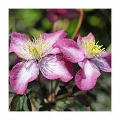 50-90cm Clematis Montana 'Marjorie' | 3L Pot