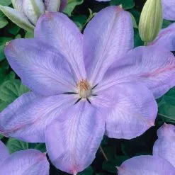50 - 90cm Clematis 'Mrs Cholmondeley' | 3L Pot