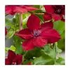 50 - 90cm Clematis 'Nubia' | 3L Pot | Raymond Evision Clematis -All Plants Sales Store PL9512 main fde7