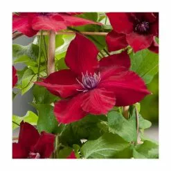 50 - 90cm Clematis 'Nubia' | 3L Pot | Raymond Evision Clematis