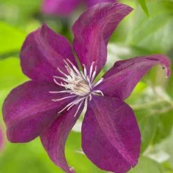 50 - 90cm Clematis 'Rouge Cardinal' | 3L Pot