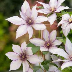 50 - 90cm Clematis 'Samaritan Jo' | Raymond Evision Clematis | 3L Pot