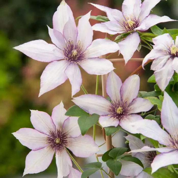 50 - 90cm Clematis 'Samaritan Jo' | Raymond Evision Clematis | 3L Pot 3 50 - 90cm Clematis 'Samaritan Jo' | Raymond Evision Clematis | 3L Pot